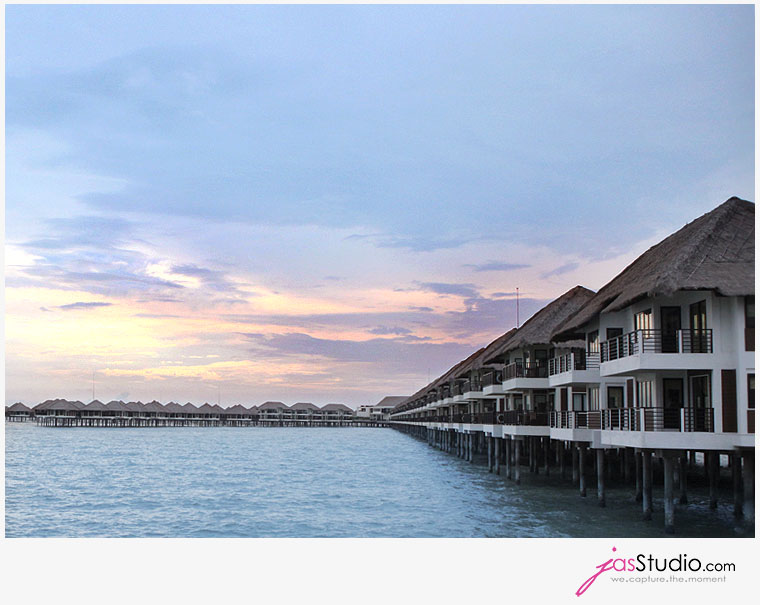 at Sepang Golden palm tree gold coast sepang golden palm tree. at Sepang Golden palm tree